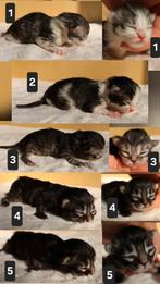 5 Kittens geboren 01'03'2026 (volg op instagram!), Dieren en Toebehoren, Katten en Kittens | Raskatten | Langhaar, Meerdere dieren