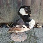 Opgezette Kokardezaagbek, eend, zaagbek, Ophalen of Verzenden, Vogel, Opgezet dier
