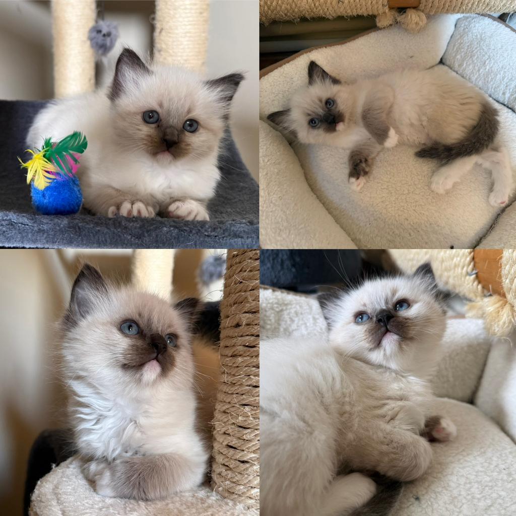 Seal point mitted kitten met blesje, Dieren en Toebehoren, Meerdere dieren, Gechipt, 0 tot 2 jaar