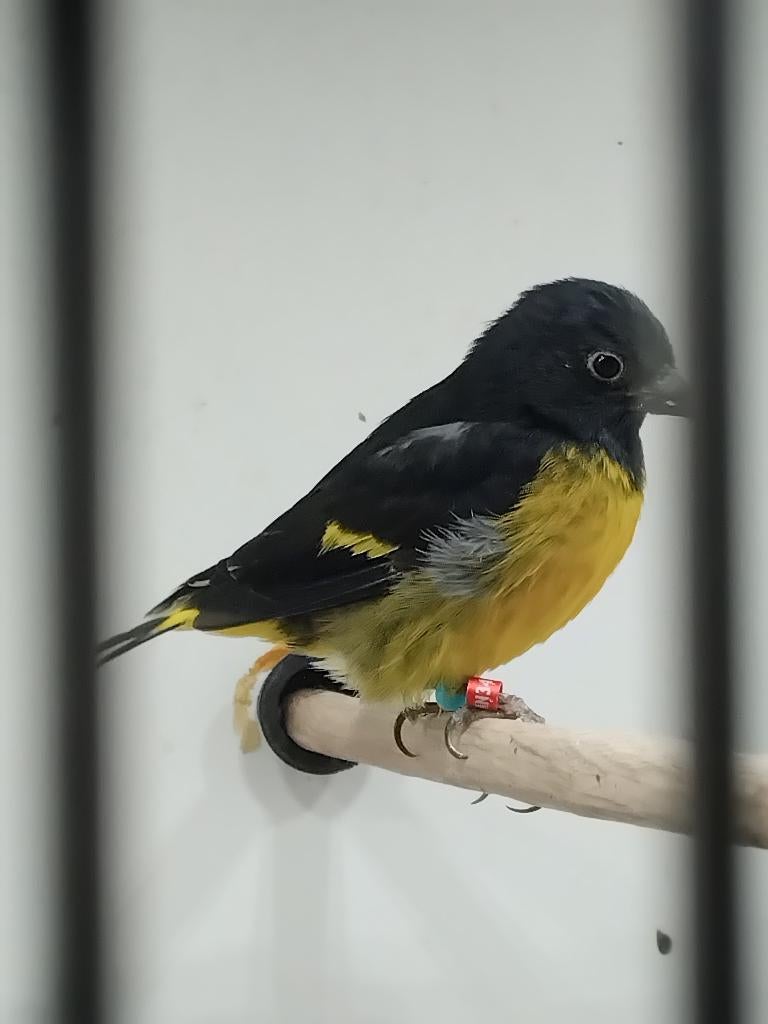 Tekoop geelbuiksijs man, Dieren en Toebehoren, Vogels | Overige Vogels, Tropenvogel, Mannelijk, Geringd