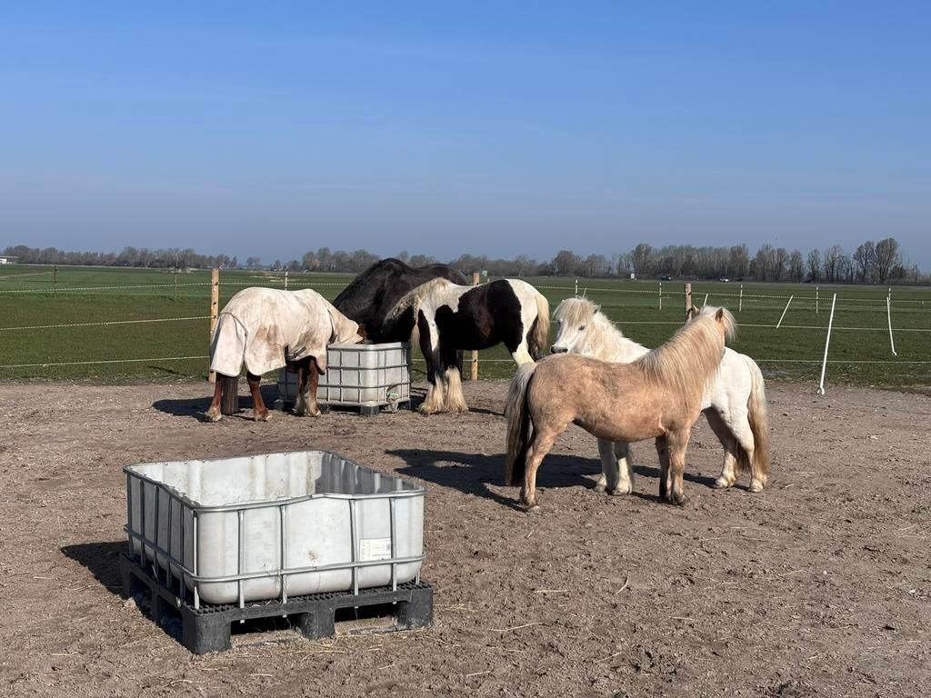 Kleinschalige pensionstalling stal, Dieren en Toebehoren, Stalling, 1 paard of pony