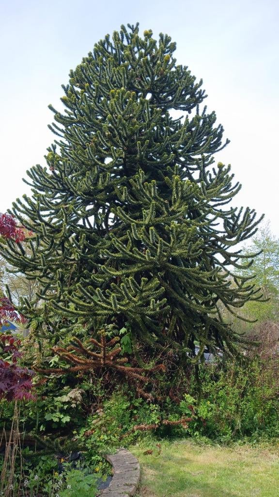 Grote Apenboom (Araucaria araucana), Bloeit niet, Overige soorten, 400 cm of meer, Ophalen