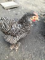 Kip Cochin krieltjes en sabelpootkrieltjes, Vrouwelijk, Kip