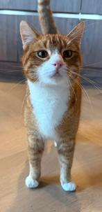 Liefdevol thuis gezocht voor 2 katten (2 jr, samen plaatsen), Kater, 0 tot 2 jaar