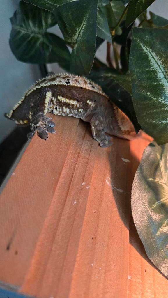 Leuke lieve gekko Leopard Gecko - unknown for sale from Samm