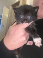 Kittens, Meerdere dieren