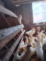 Te koop witte leghennen leghorn hennen hen kippen 19 weken, Vrouwelijk