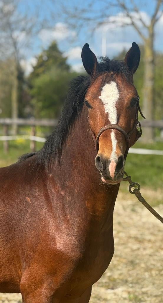 New Forest hengst 2 jaar, Hengst, C pony (1.27m tot 1.37m), Met stamboom, 0 tot 2 jaar