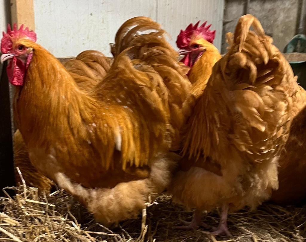 Orpington buff groot hanen, Dieren en Toebehoren, Mannelijk, Kip