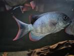 Paretroplus Menarambo ( Madagascar Cichlide ), Dieren en Toebehoren, Vissen | Aquariumvissen, Vis
