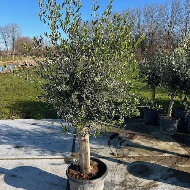 Olijfbomen, olijf, Olea europaea, uit voorraad geleverd, Tuin en Terras, Planten | Bomen, Ophalen of Verzenden, In pot, Olijfboom