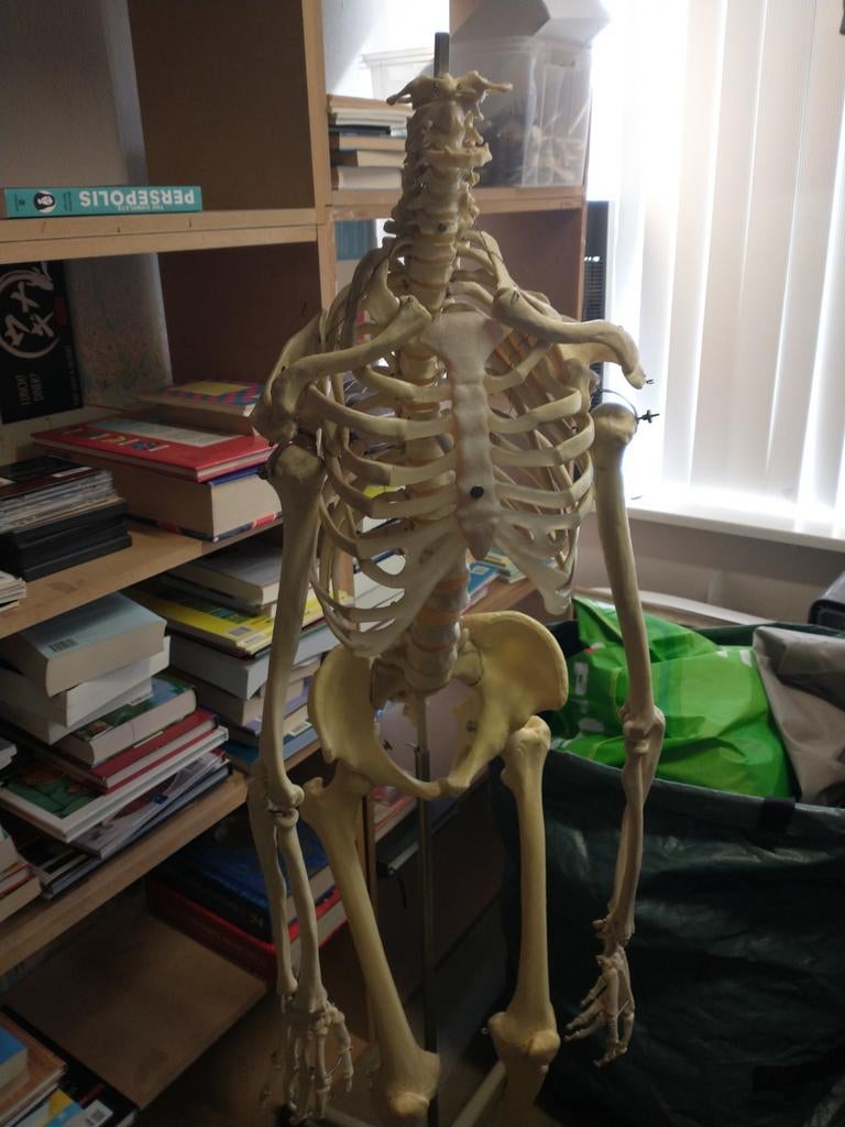 Menselijk skelet., Ophalen of Verzenden