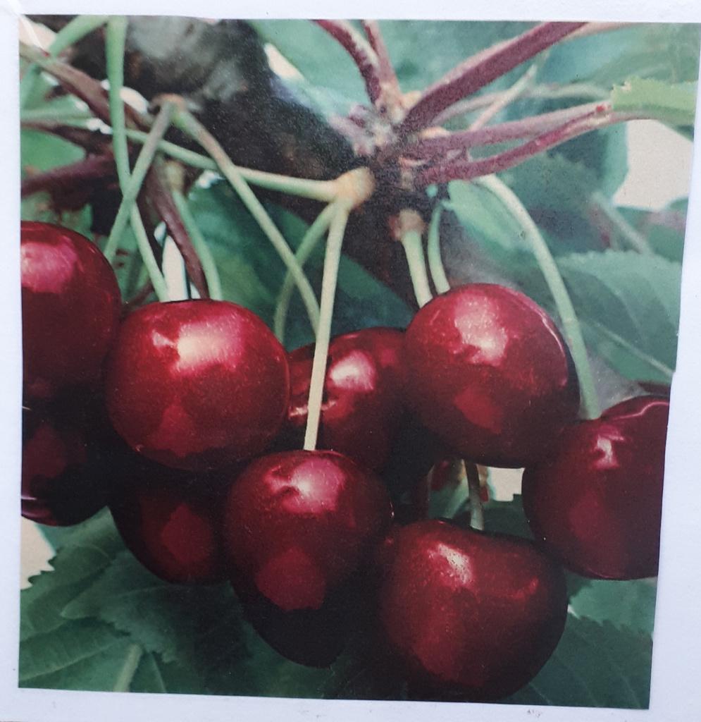 fruitbomen, struiken en heesters, Ophalen, Overige soorten, 100 tot 250 cm