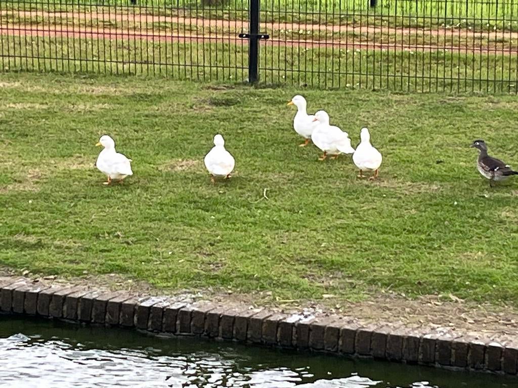 Witte kwaker vrouwen, Vrouwelijk, Eend