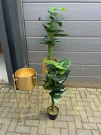 Decoratieve planten met gouden houders - Set van 2, Ophalen, Zo goed als nieuw, Binnen
