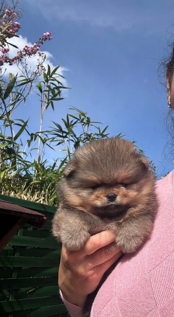 Super mooi pup mini pomeranian reutje, NL, Dieren en Toebehoren, Honden | Poolhonden, Keeshonden en Oertypen, Parvo, Keeshond