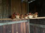 Chabo kippen, Dieren en Toebehoren, Meerdere dieren, Kip