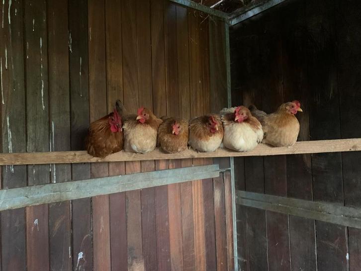 Chabo kippen, Dieren en Toebehoren, Pluimvee, Kip, Meerdere dieren