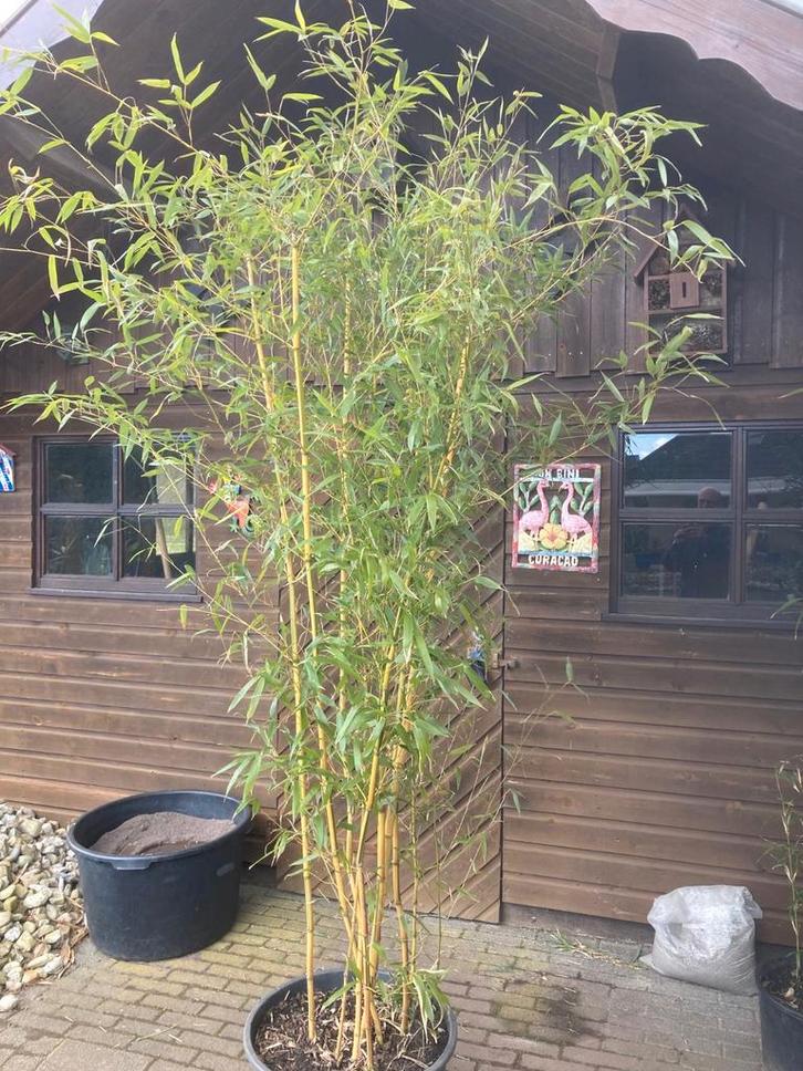 Bamboe Ph. Aureosulcata Spectabilis (laatste exemplaar), Tuin en Terras, Planten | Tuinplanten, Overige soorten, Halfschaduw, Bloeit niet