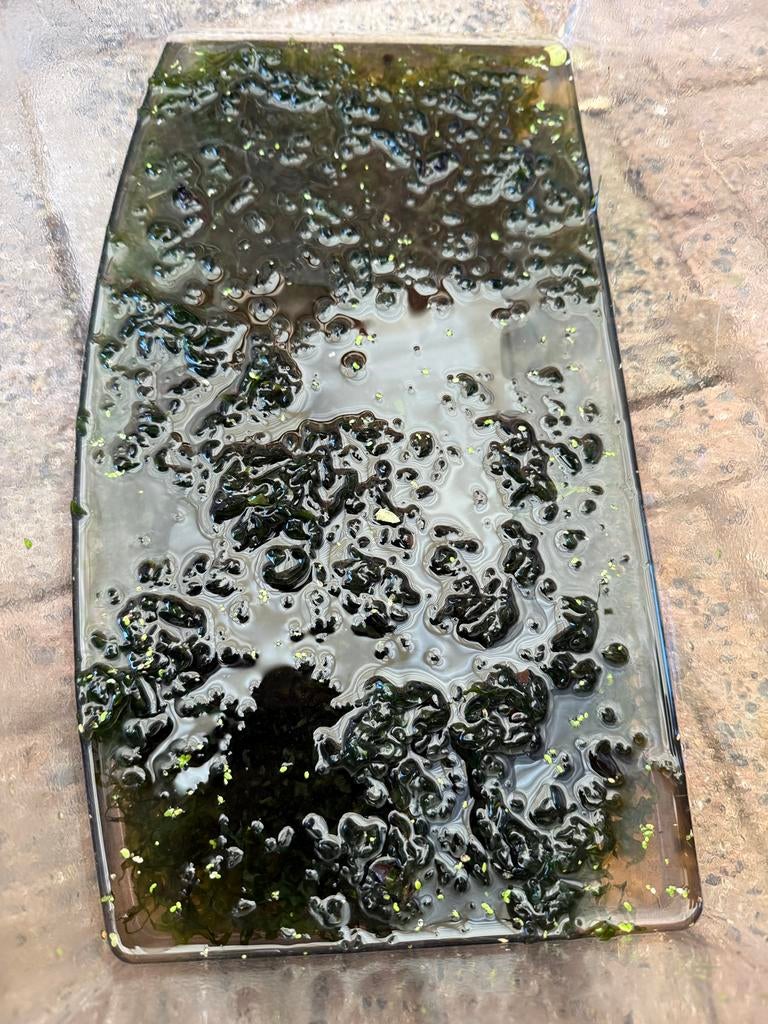 Megaportie levermos, Dieren en Toebehoren, Ophalen of Verzenden, Plant(en), Steen of Hout