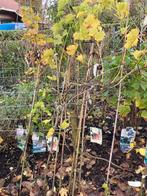 Fruit- druif, Ophalen, Overige soorten, Struik, Minder dan 100 cm