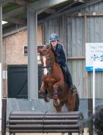 Verzorgpony/bijrijdpony aangeboden Langbroek, Dieren en Toebehoren, Paarden en Pony's | Verzorgingsproducten, Ophalen of Verzenden