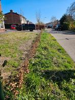 Beuken 90 st bladhoudend, Tuin en Terras, Ophalen, Beukenhaag, Haag, Minder dan 100 cm