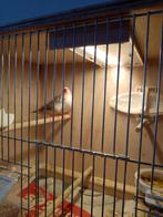 Koppeltje zebravinken, Meerdere dieren