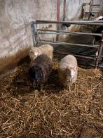 4 ouessant schapen, Vrouwelijk, Schaap