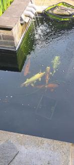 Schitterende Koi karpers, Karper of Koi