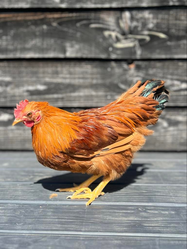 New Hampshire kriel hanen 17 weken 6 stuks, Dieren en Toebehoren, Pluimvee, Mannelijk, Kip