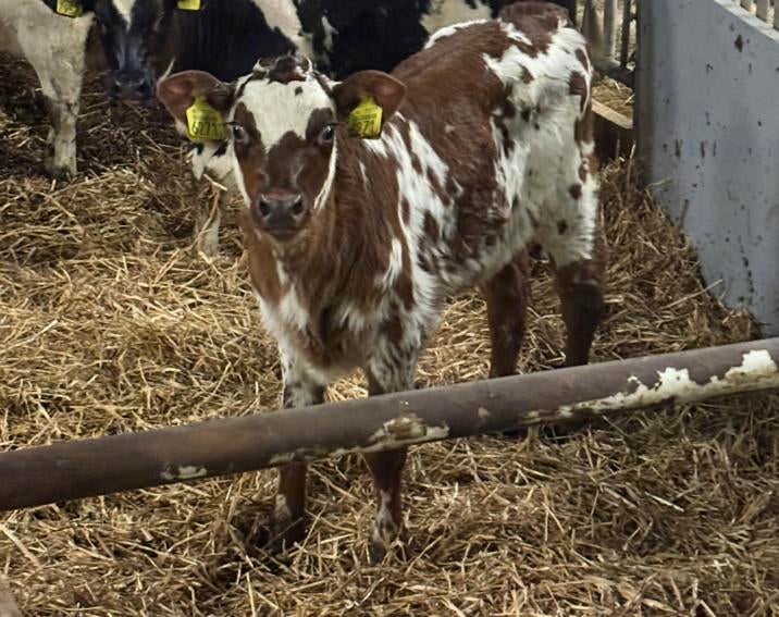 Normandische runderen vaars kalveren