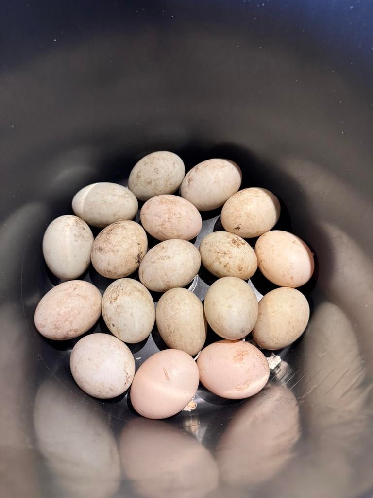 Loopeend eieren voor consumptie te koop, Diversen, Levensmiddelen, Ophalen of Verzenden