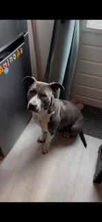 Op zoek naar nieuw baasje, Dieren en Toebehoren, Honden | Bulldogs, Pinschers en Molossers, Rabiës (hondsdolheid), Overige rassen