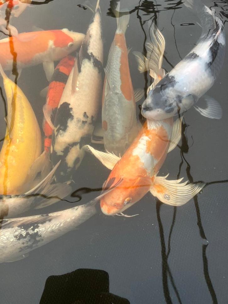 Butterflykoi, Dieren en Toebehoren, Vissen | Vijvervissen, Karper of Koi
