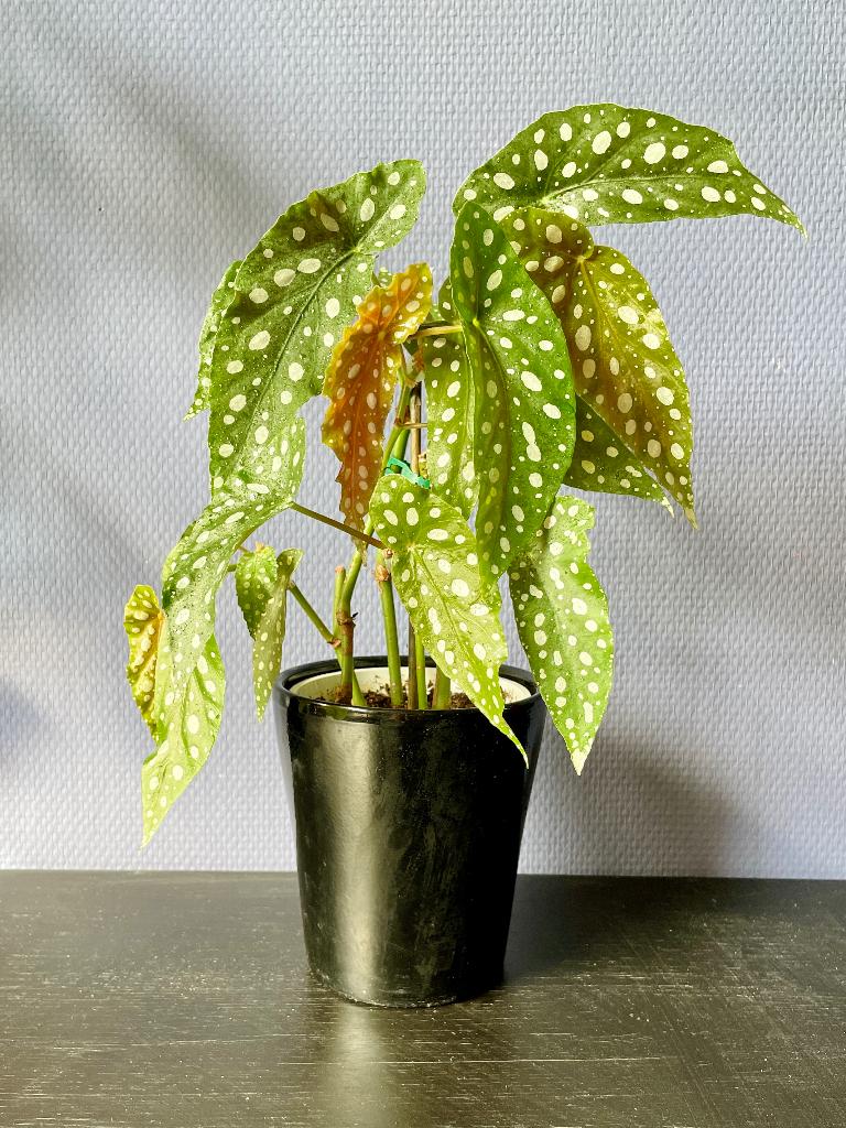 Begonia Maculata | Stippenplant, Bloeiende kamerplant, Ophalen, Halfschaduw, Minder dan 100 cm