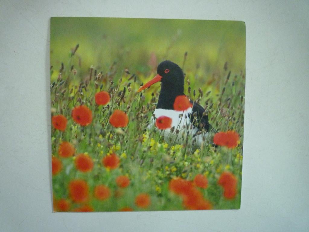 Scholekster vogel met papaver klaprozen poppies, Ophalen of Verzenden, Voor 1920, Vogel