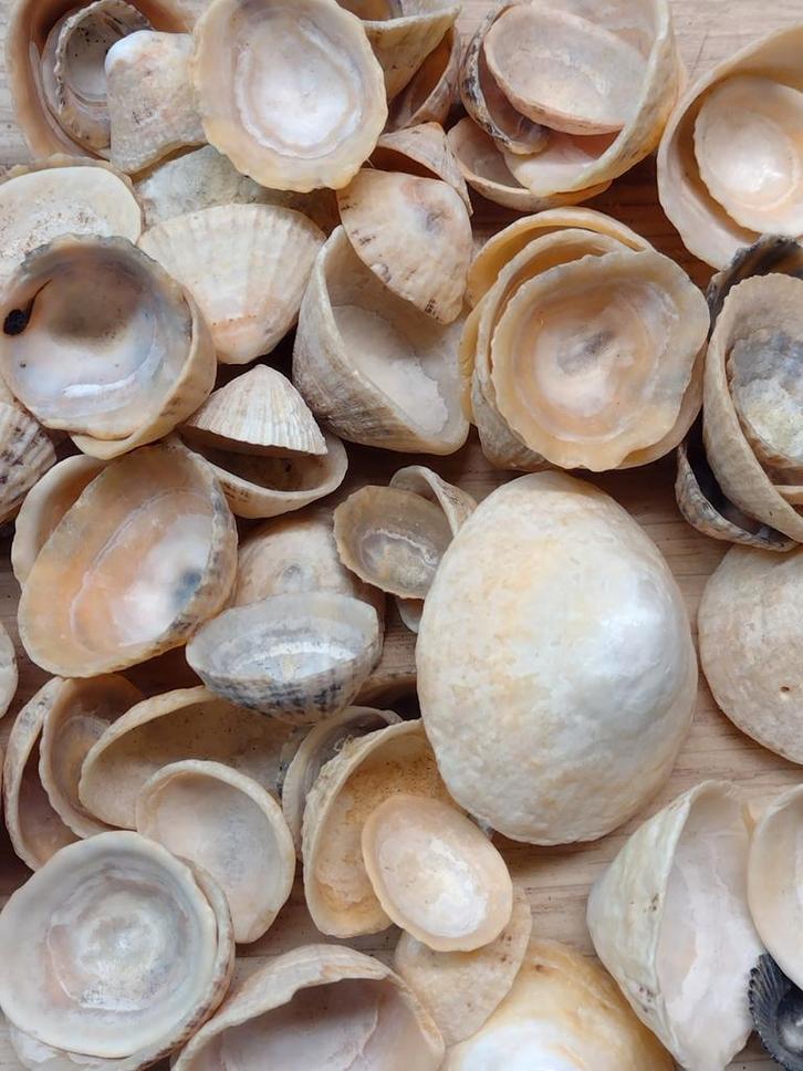 zak schelpen per kg. no. 5, Hobby en Vrije tijd, Knutselen, Nieuw, Materiaal, Ophalen