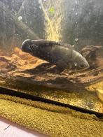 Oscar +-15cm, Dieren en Toebehoren, Vis