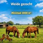 Gezocht weiland, Weidegang, 2 of 3 paarden of pony's