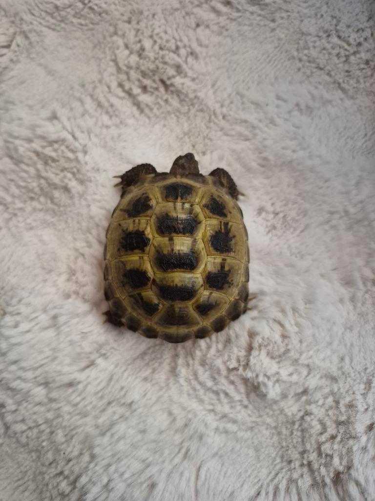 2 keer Russische vierteen schildpad, Dieren en Toebehoren, Schildpad, 3 tot 6 jaar