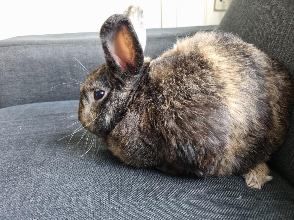 Lief konijn, ras onbekend., Dieren en Toebehoren, Mannelijk, Groot, 0 tot 2 jaar