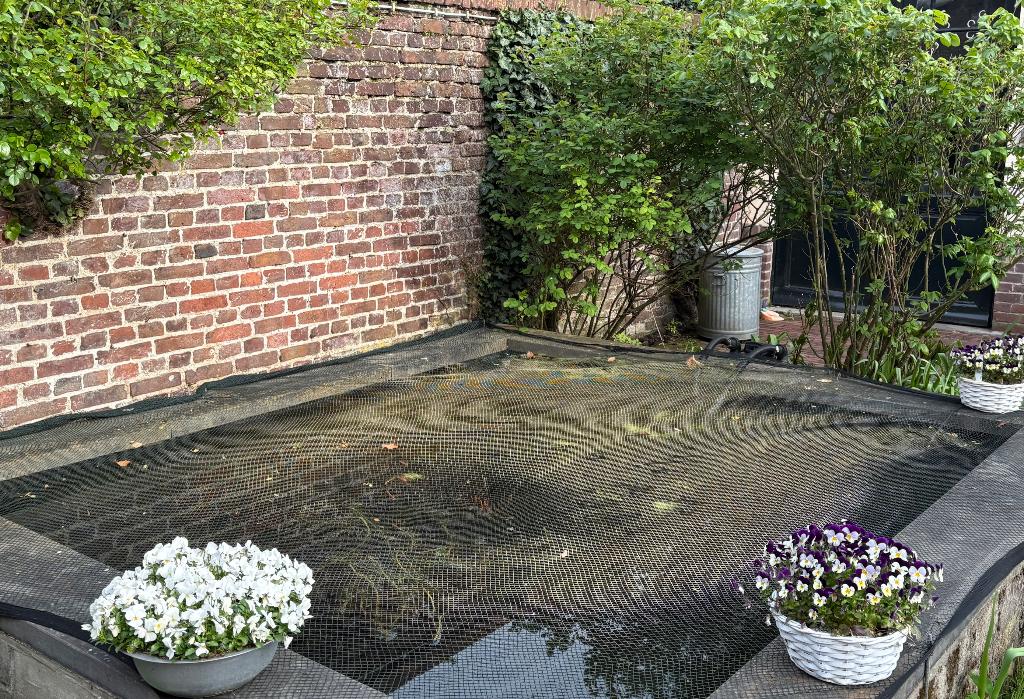 Goudvissen gezocht, Dieren en Toebehoren, Goudvis(sen)