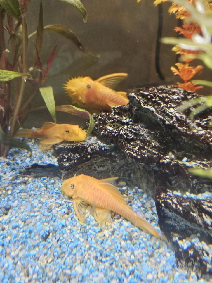 Ancistrus sp. Yellow Black Eye (L144), Dieren en Toebehoren, Vissen | Aquariumvissen