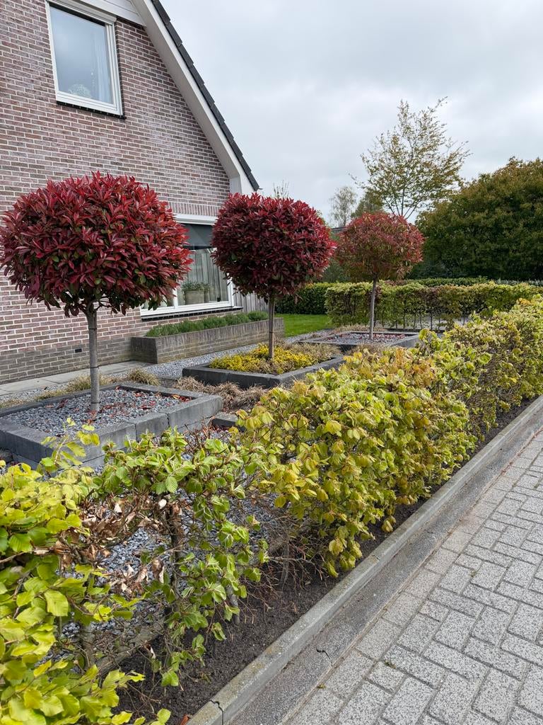 Glanzmispel (Photinia fraseri 'Red Robin') op stam, Volle zon, Vaste plant, Lente, Ophalen