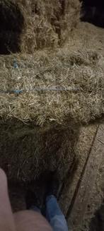 Kleine hooi pakjes of grote ronde balen hooi of in folie, Ophalen of Verzenden, Vee