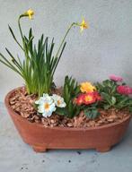 Te koop leuk houten bad met diverse voorjaars bloeiers, Ophalen, Minder dan 30 cm, Nieuw, Balkon