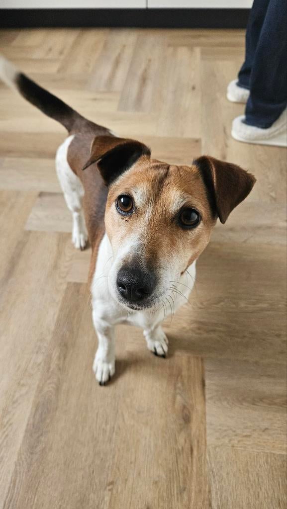 Gevraagd hondenoppas voor Jack Russel, Dieren en Toebehoren, Honden | Jack Russells en Terriërs, Reu, Jack Russell Terriër, Particulier