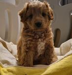 Knappe en sociale mini labradoodle pups 🩷🩵🩷mini doodle, Dieren en Toebehoren, Parvo, Overige rassen, 8 tot 15 weken, Meerdere