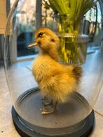 Echt opgezet eendje onder mooie stolp eivormig 21 cm, Ophalen of Verzenden, Zo goed als nieuw, Insect, Opgezet dier